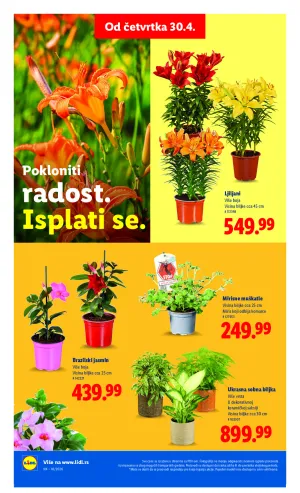 Liflet