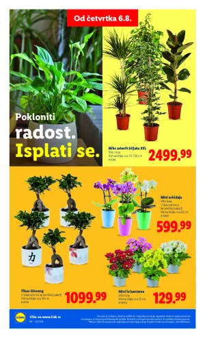 Liflet