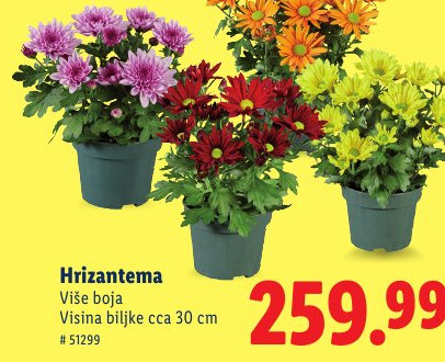Hrizantema