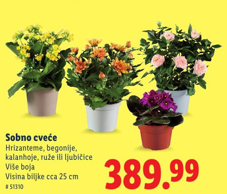 Sobno cveće