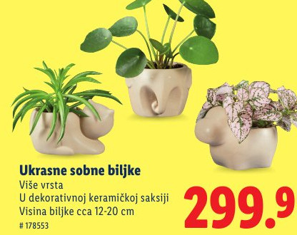 Ukrasne sobne biljke