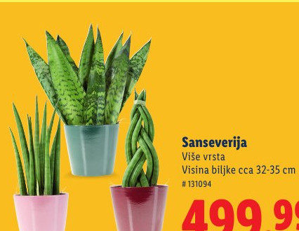Sanseverija