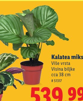 Kalatea miks