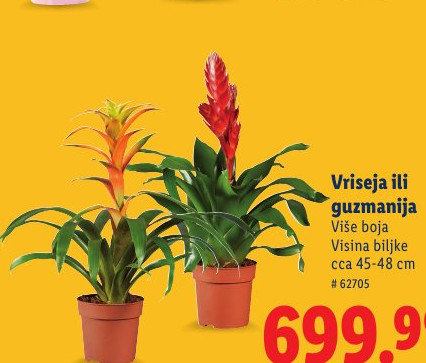 Vriseja ili guzmanija