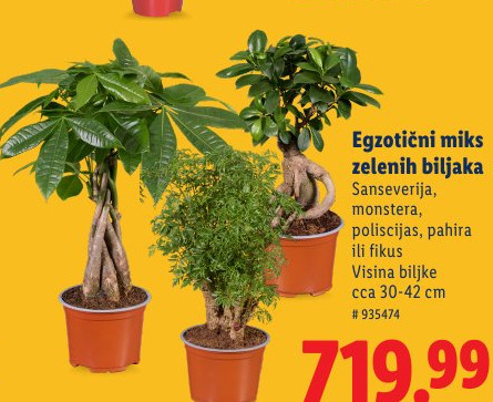 Egzotični miks zelenih biljaka