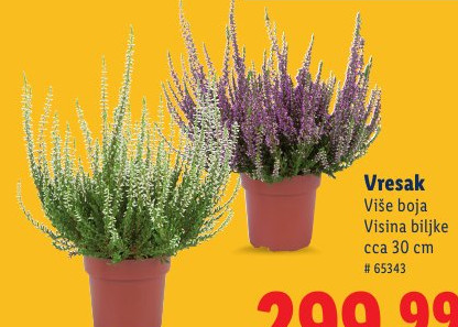Vresak