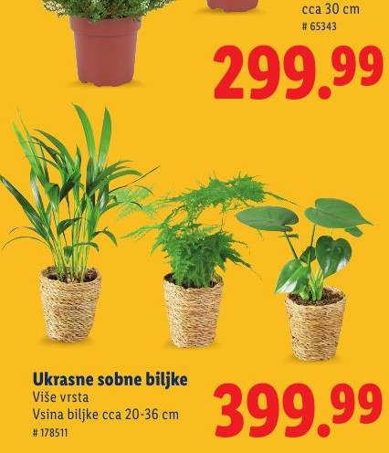 Ukrasne sobne biljke