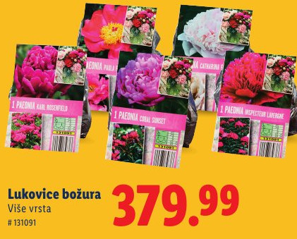 Lukovice božura
