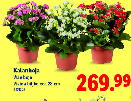 Kalanhoja
