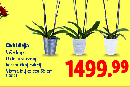 Orhideja