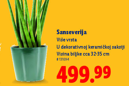 Sanseverija