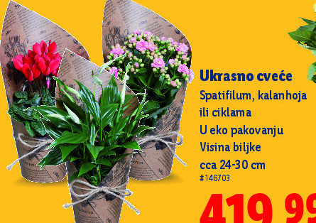 Ukrasno cveće