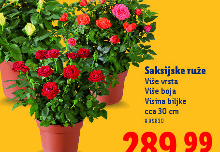 Saksijske ruže