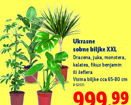 Ukrasne sobne biljke XXL