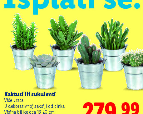 Kaktusi ili sukulenti