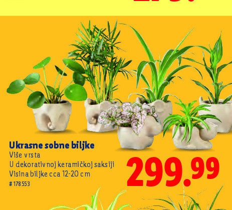 Ukrasne sobne biljke