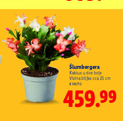 Šljumbergera