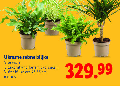 Ukrasne sobne biljke