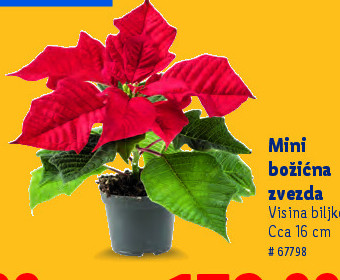 Mini božićna zvezda