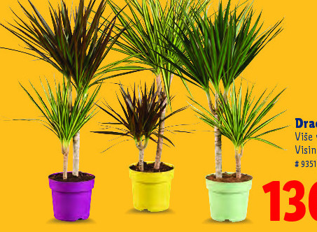 Dracena