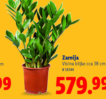 Zamija