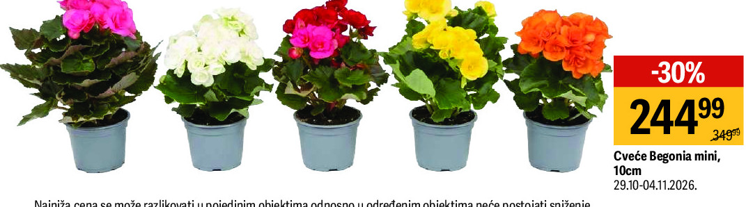 Cveće Begonia mini, 10cm